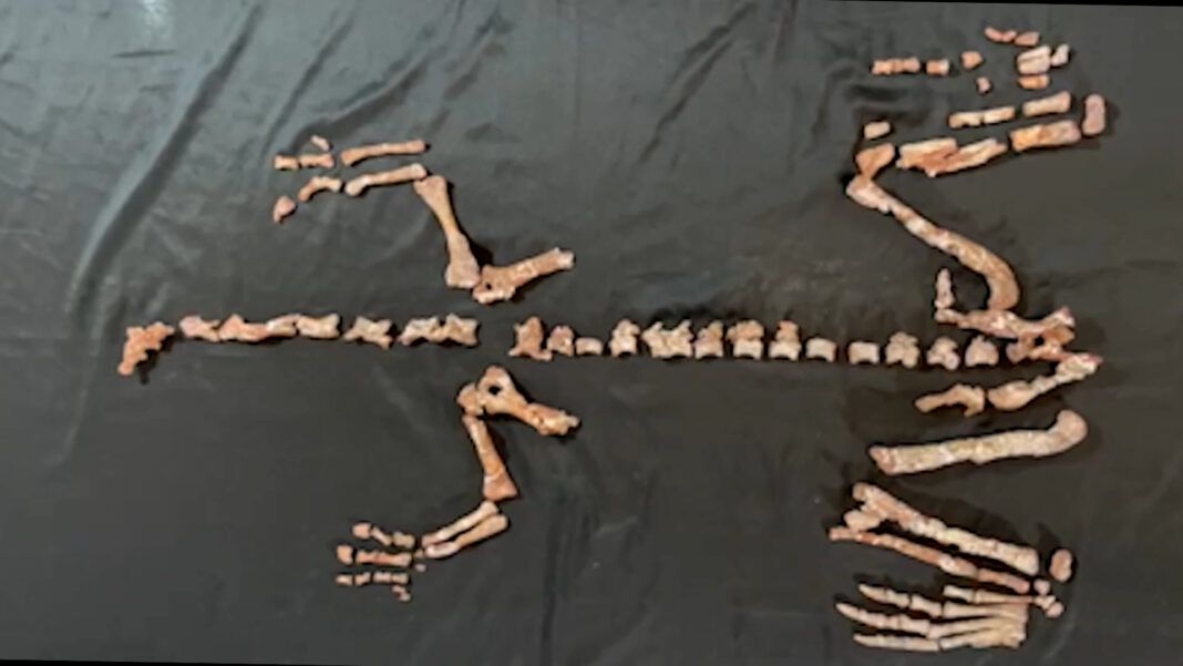 Esqueleto quase completo do Huayracursor jaguensis