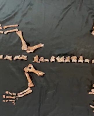 Esqueleto quase completo do Huayracursor jaguensis