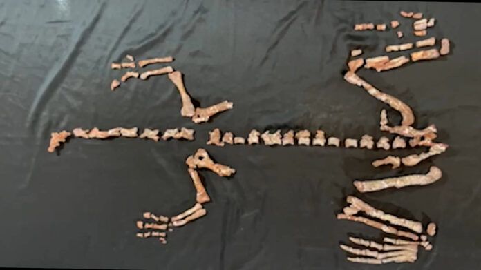 Esqueleto quase completo do Huayracursor jaguensis