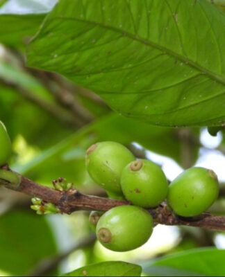 Frutos do Café com folhas e flor.