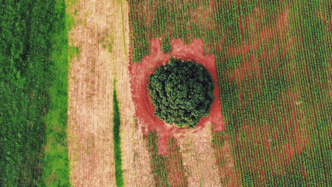Imagem aérea mostra uma paisagem agrícola com diferentes tons de verde e marrom, formando faixas de plantação. No centro, há uma grande árvore isolada, cercada por solo avermelhado, destacando-se no meio das lavouras organizadas em linhas paralelas. A cena evidencia o contraste entre a vegetação densa da árvore e o cultivo ao redor, sugerindo equilíbrio entre agricultura e preservação ambiental.