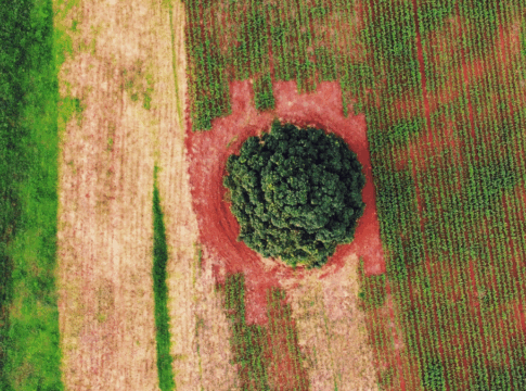 Imagem aérea mostra uma paisagem agrícola com diferentes tons de verde e marrom, formando faixas de plantação. No centro, há uma grande árvore isolada, cercada por solo avermelhado, destacando-se no meio das lavouras organizadas em linhas paralelas. A cena evidencia o contraste entre a vegetação densa da árvore e o cultivo ao redor, sugerindo equilíbrio entre agricultura e preservação ambiental.