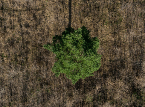Imagem aérea mostra uma única árvore de copa verde e densa no centro de uma área seca e marrom, coberta por vegetação rasteira e galhos secos. O contraste de cores evidencia o isolamento da árvore em meio ao desmatamento ou degradação ambiental ao redor.