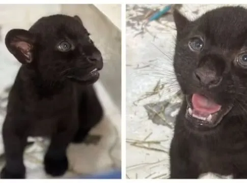 Onças-pintadas com melanismo nascidas no Animália Park