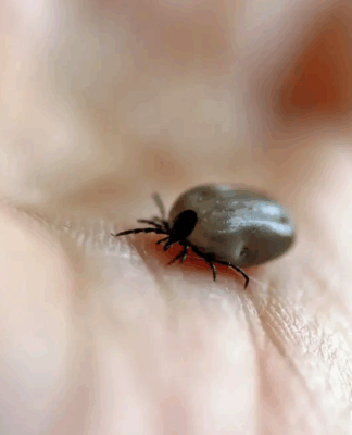 Carrapato vetor da febre maculosa