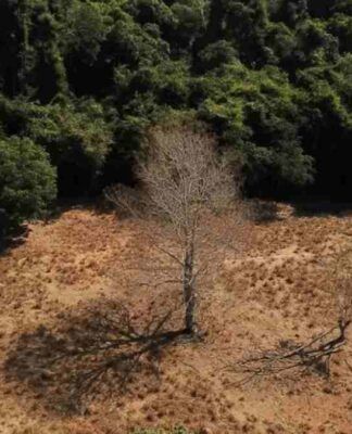 Brasil pode suprir demanda por bioenergia sem desmatar, aponta estudo