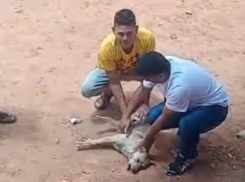 Dois homens estão agachados sobre o cachorro. O homem à esquerda está vestindo uma camiseta amarela e calças jeans claras. Ele está segurando ou tocando suavemente a região do pescoço e tórax do animal. O homem à direita está vestindo uma camisa de cor clara (talvez azul ou branca) e calças jeans escuras. Ele está segurando a parte traseira do corpo do cachorro. A expressão facial de ambos parece ser de preocupação ou cuidado.