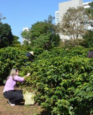 Cafezal do Instituto Biológico