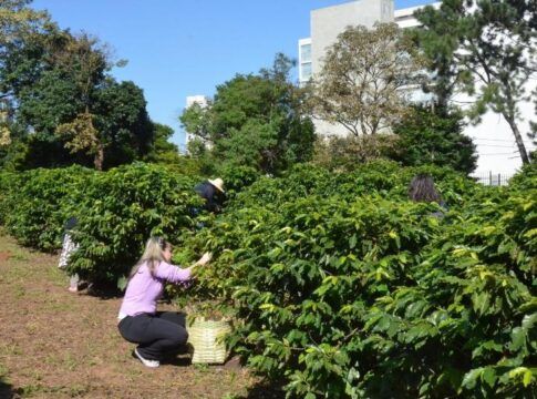 Cafezal do Instituto Biológico