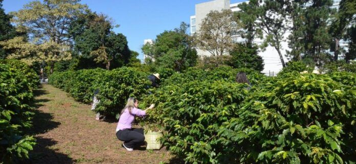 Cafezal do Instituto Biológico