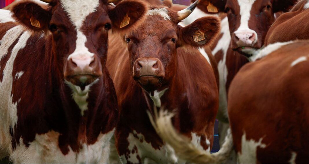 Grupo de vacas brancas e marrom