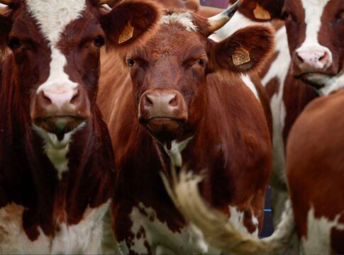 Grupo de vacas brancas e marrom