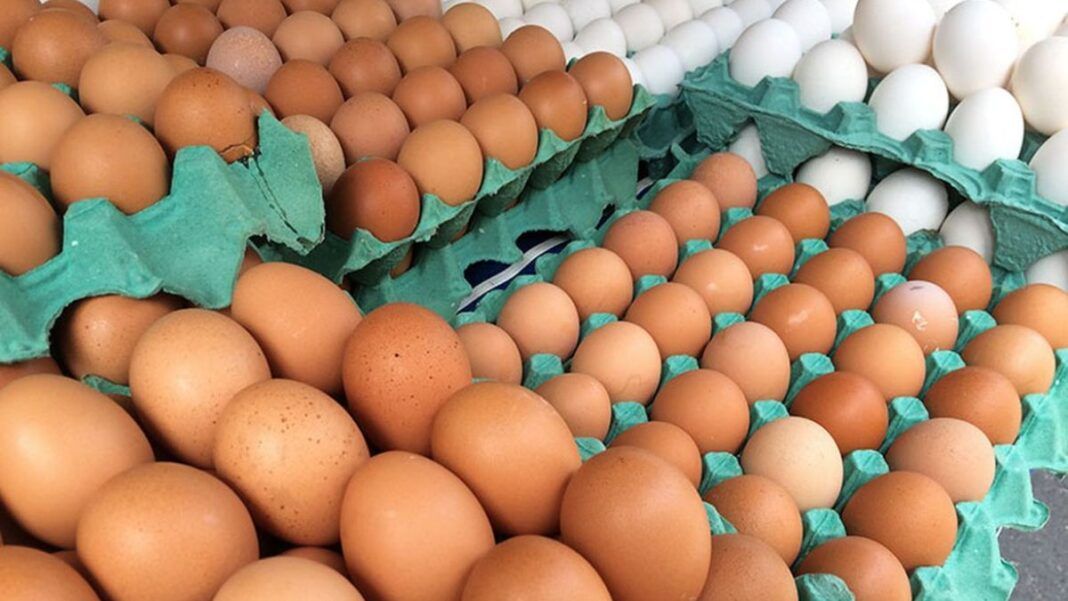 A imagem é um plano aproximado que mostra uma grande quantidade de ovos dispostos em bandejas de papelão verde. O foco principal está na variedade de cores dos ovos. A maior parte dos ovos, em primeiro plano e no centro, é marrom claro ou alaranjada (ovos vermelhos). No canto superior direito, há uma fileira diagonal de ovos brancos, contrastando com os marrons.