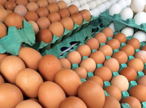 A imagem é um plano aproximado que mostra uma grande quantidade de ovos dispostos em bandejas de papelão verde. O foco principal está na variedade de cores dos ovos. A maior parte dos ovos, em primeiro plano e no centro, é marrom claro ou alaranjada (ovos vermelhos). No canto superior direito, há uma fileira diagonal de ovos brancos, contrastando com os marrons.