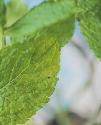 Folhas de hortelã verdes