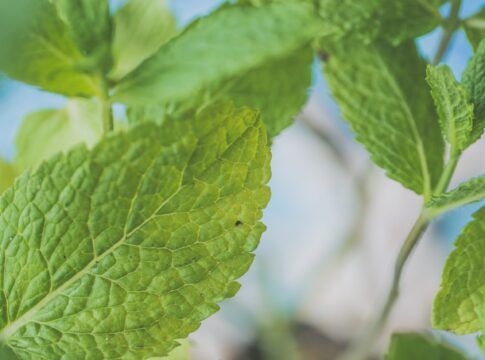 Folhas de hortelã verdes