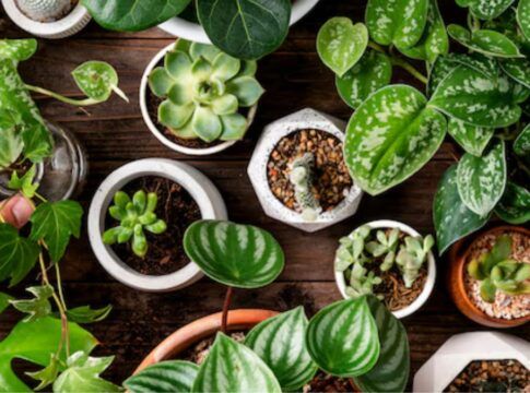 Plantação de plantas em diversos vazos