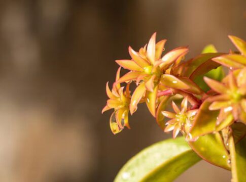 Planta ora-pro-nobis