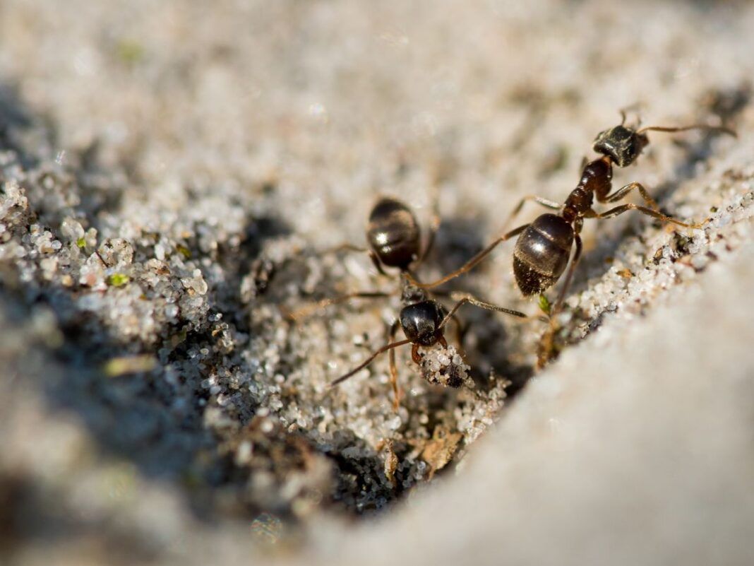 Formigas andando em uma superfície que parece areia.