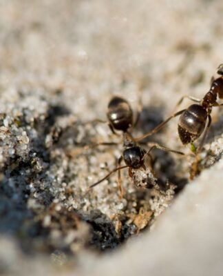 Formigas andando em uma superfície que parece areia.