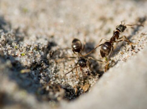 Formigas andando em uma superfície que parece areia.