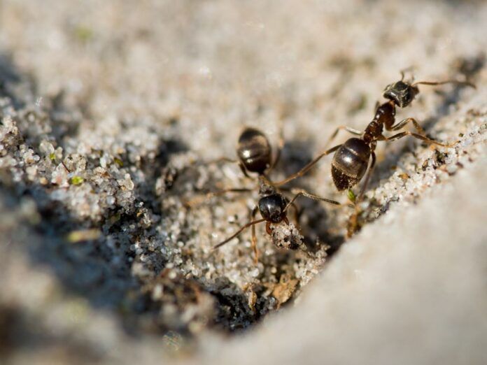 Formigas andando em uma superfície que parece areia.