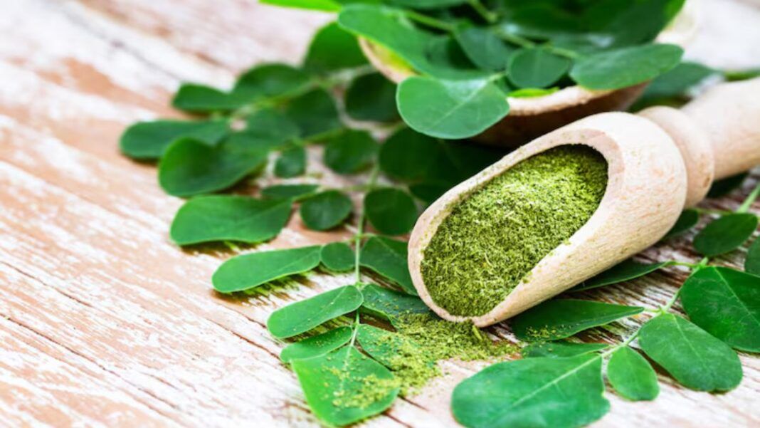 Chá de Moringa, planta e pó