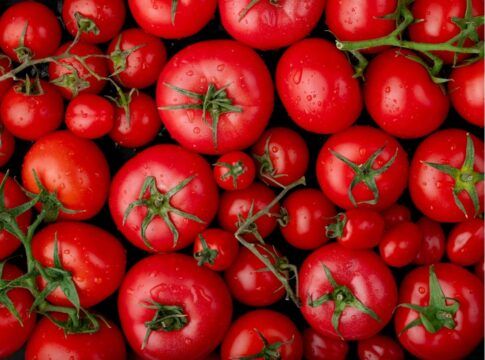 Vários tomates bem vermelhos e de diferentes tamanhos