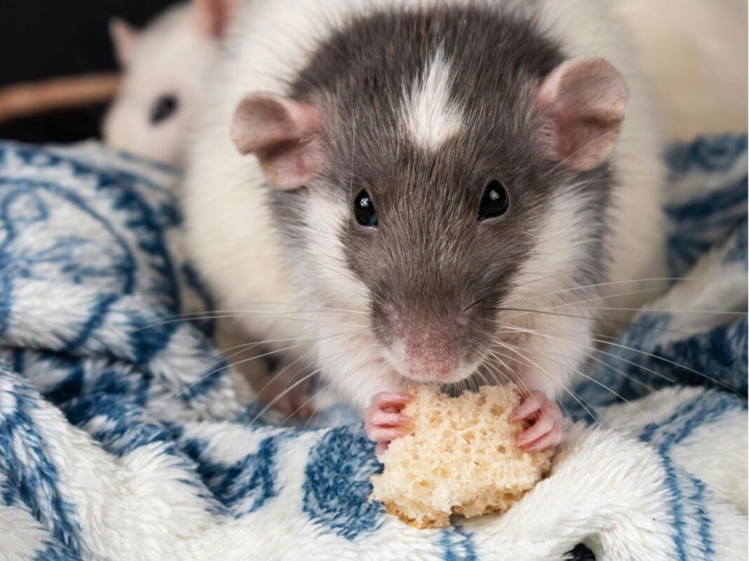 Rato preto e branco comendo migalha de biscoito. (Crédito: Pexels)