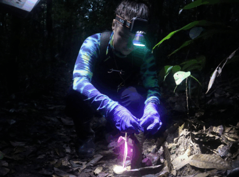Pesquisadora em floresta à noite, usando luvas roxas e lanterna de cabeça, analisa algo no solo iluminado por luz artificial. Folhas secas e vegetação cercam o local da coleta.