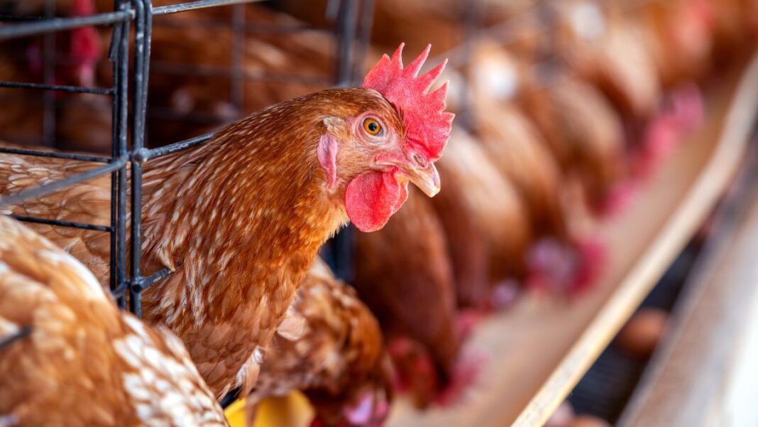 Galinha entre grades de uma granja