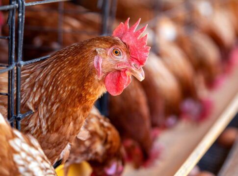 Galinha entre grades de uma granja