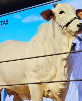 Vaca, de cor branca e recordista em valor, é apresentada durante leilão