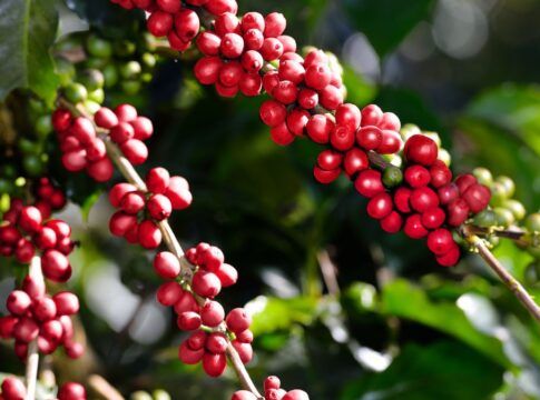 Plantação de café