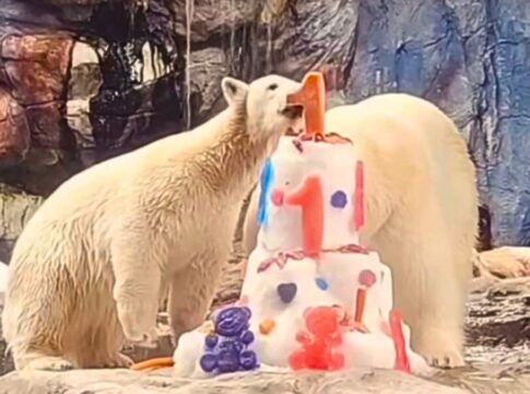 Ursa polar nascida no Aquário de São Paulo completa um ano de vida