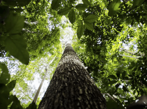 TFFF: entenda como vai funcionar o fundo para proteger florestas tropicais criado por Lula