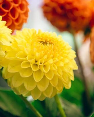 Crisântemos nas cores laranja e amarelo juntos.