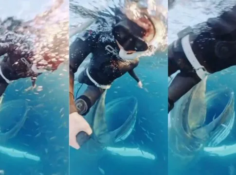 Bióloga quase sendo engolida por uma baleia-jubarte