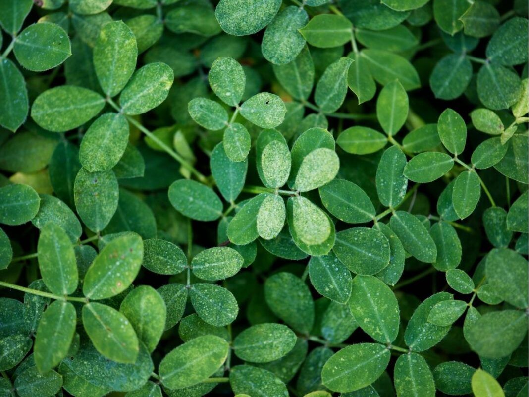 Planta moringa em diferentes tamanhos.
