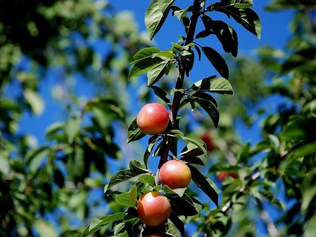 Quer ter frutas frescas em casa? A ameixeira pode ser sua melhor opção