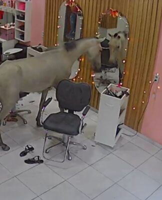 Imagem mostra cavalo parado em frente a espelho, dentro de um salão de beleza de Teresina, no Piauí.