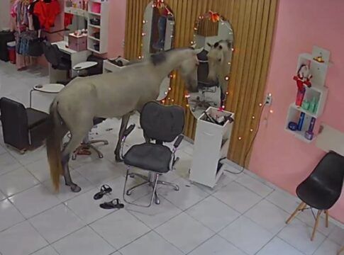 Imagem mostra cavalo parado em frente a espelho, dentro de um salão de beleza de Teresina, no Piauí.