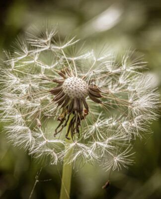 Esse chá pode ser poderoso para a saúde do fígado