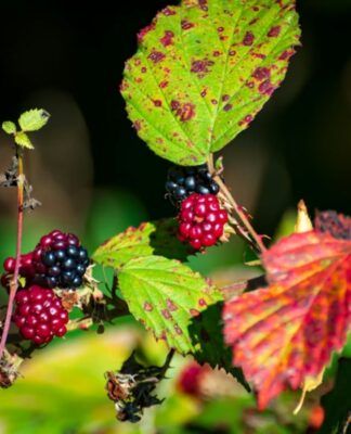 Chá de folha de amora