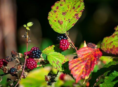 Chá de folha de amora