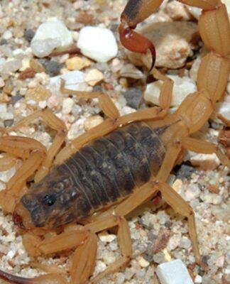 imagem de um escorpião