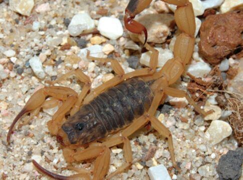 imagem de um escorpião