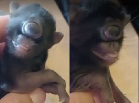 Ciclopia: a rara condição que fez gato nascer com um olho só