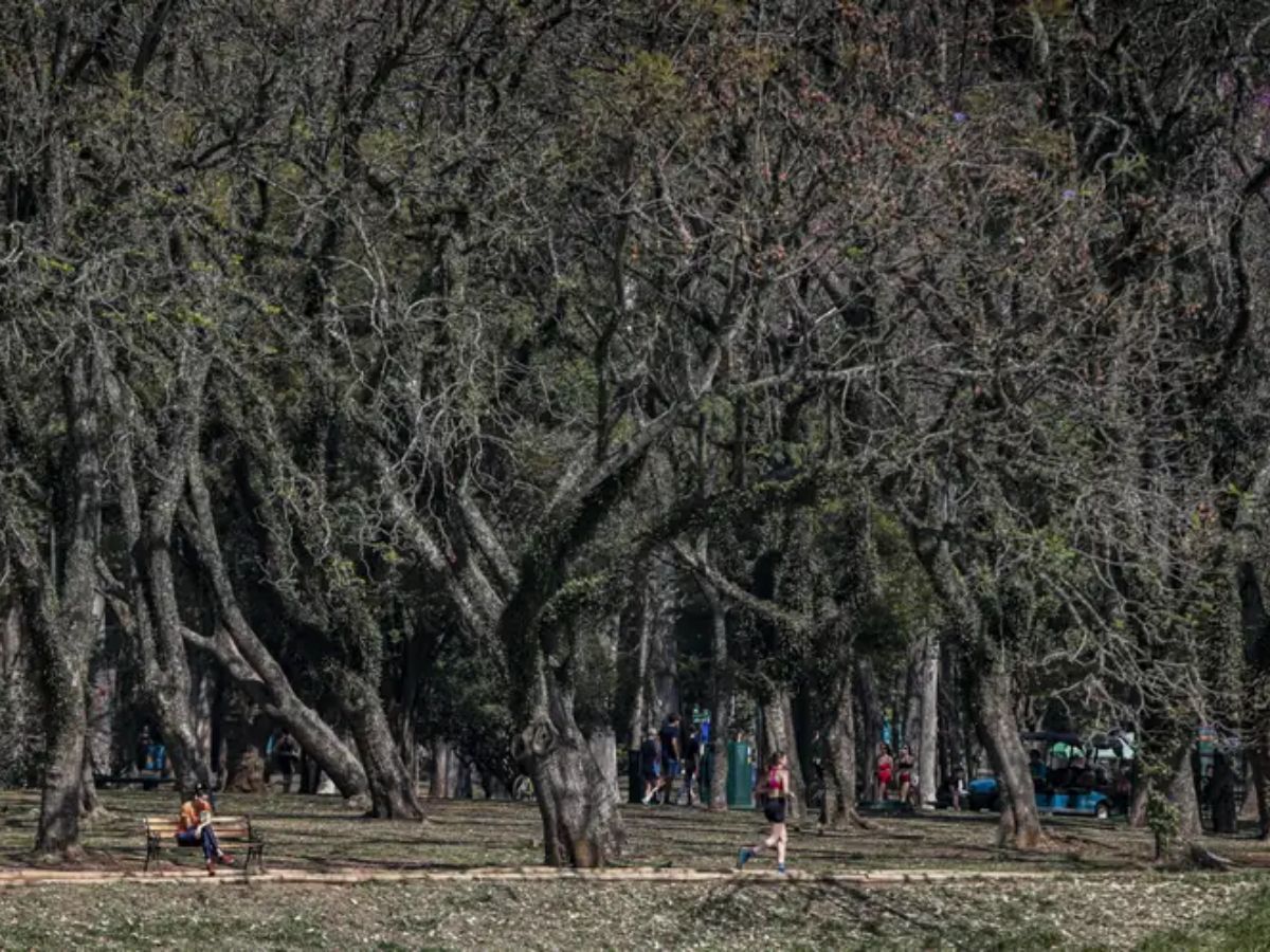 Parque Estadual Morro Grande veja como será