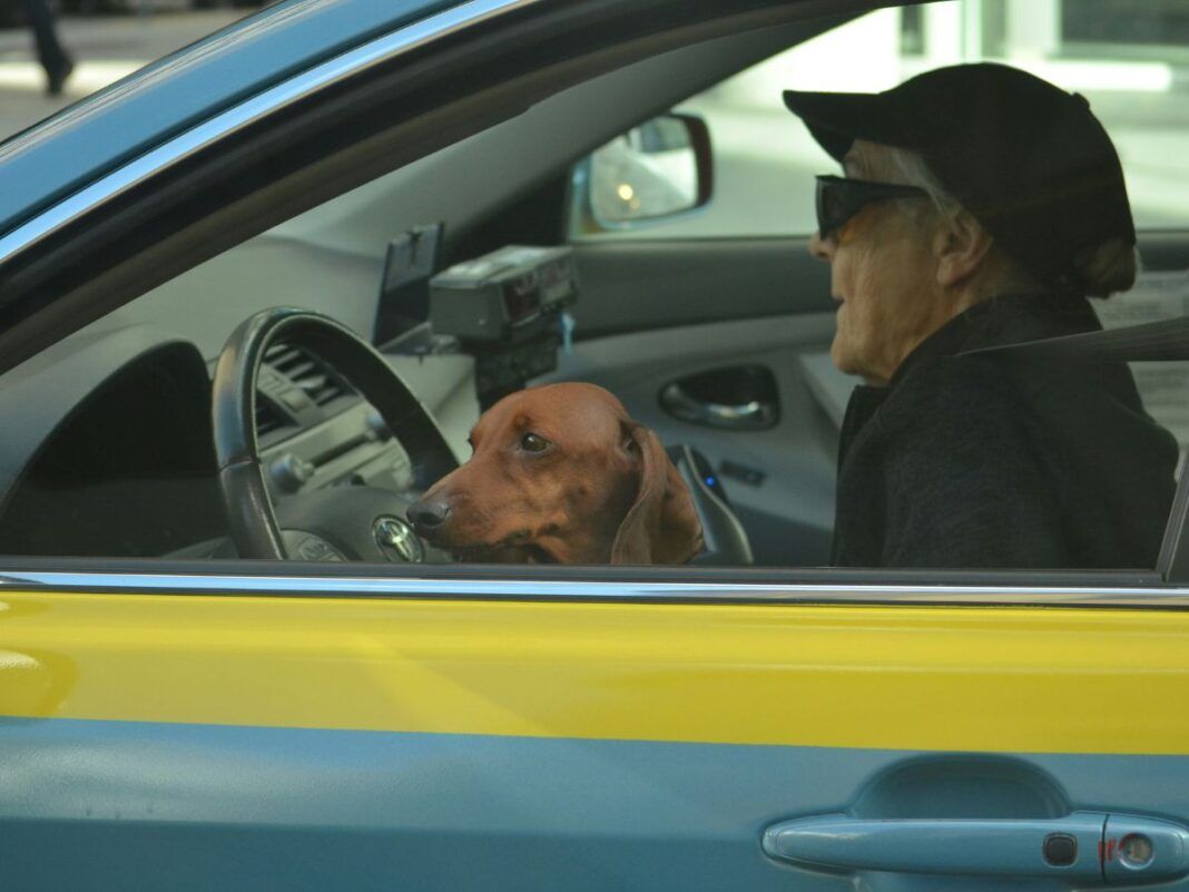 Em imagem ilustrativa, idoso dirige carro com seu cachorro no colo